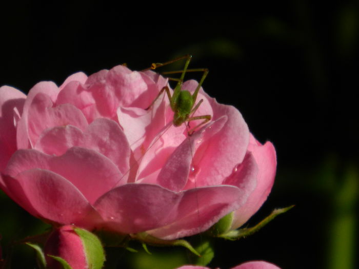 DSCN8415 - IUNIE_2_2014