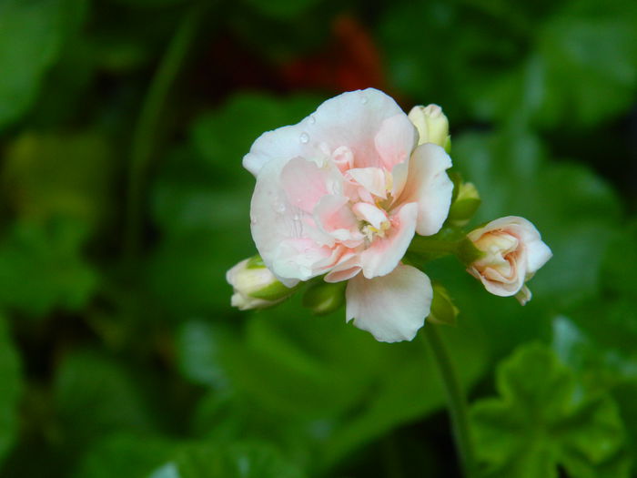 DSCN8426 - IUNIE_2_2014