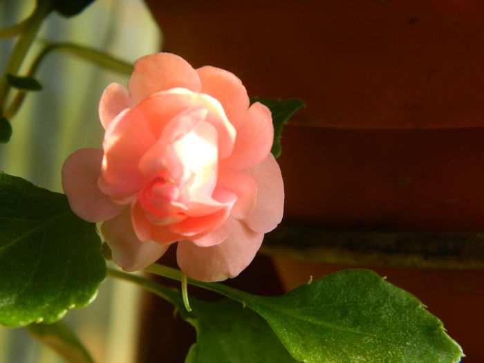 DSCN8427 - IUNIE_2_2014