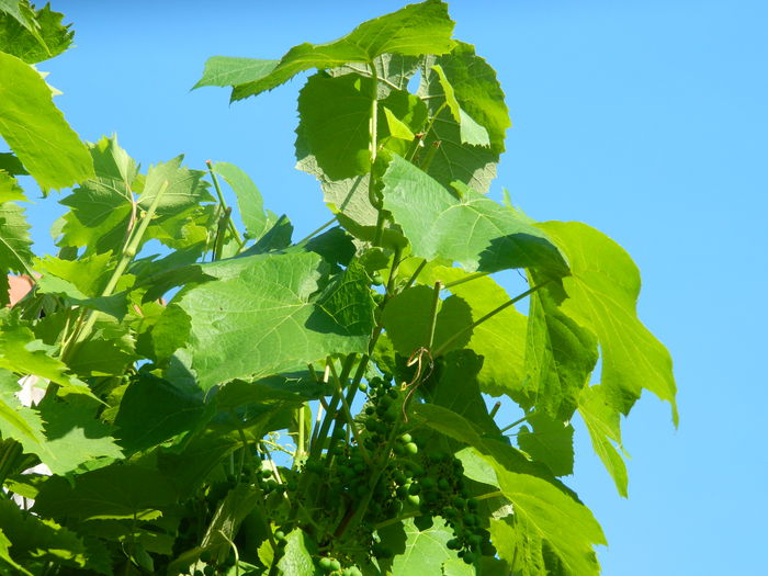 DSCN8446 - IUNIE_2_2014