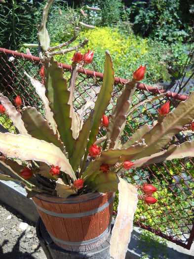 15.06.014 - EPYFILIUM 1 Oxypetalum