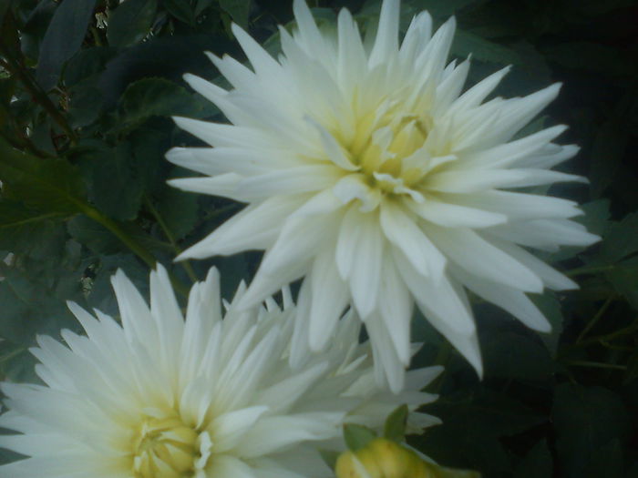 DSC09830