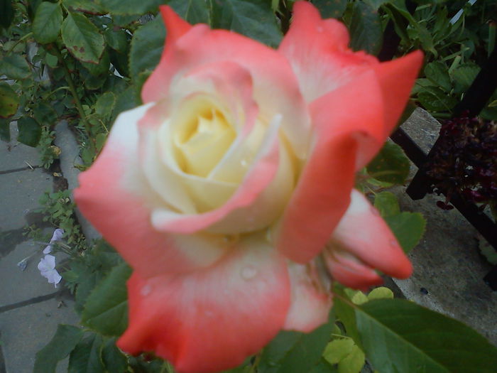 DSC09779