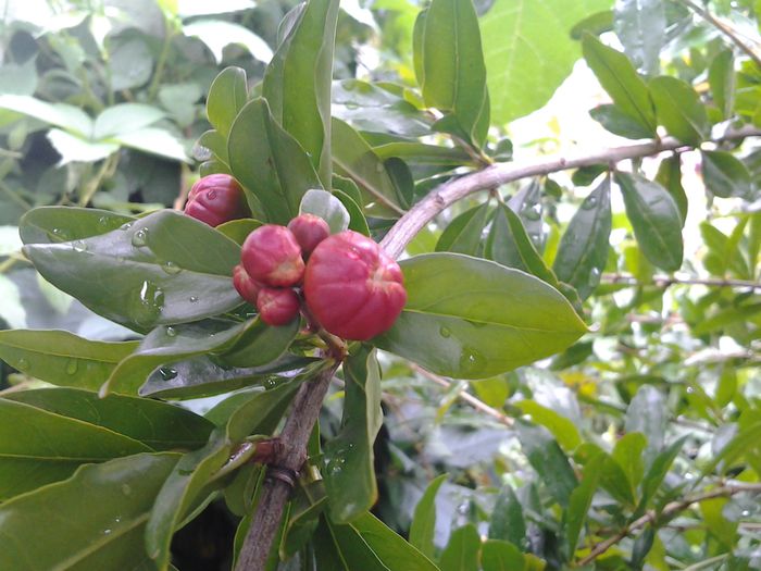 buchet de boboci rodiu - iunie 2014