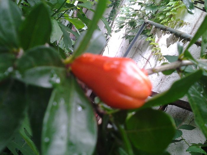 20140618_145641 - iunie 2014