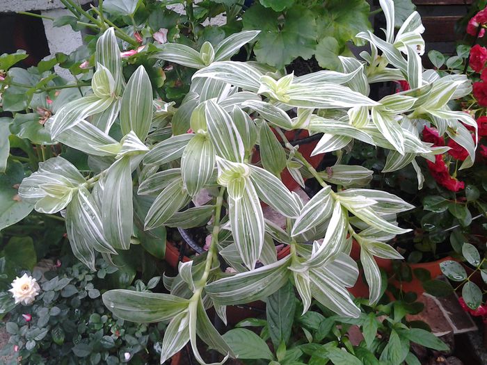 20140618_141308 - iunie 2014