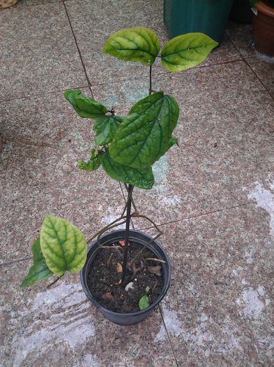 clerodendrum speciosum - iunie 2014