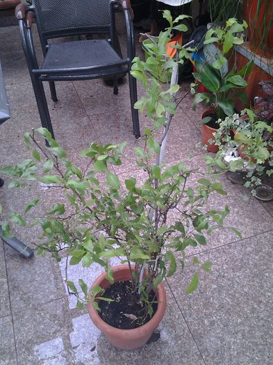 plumbago pomisor - iunie 2014