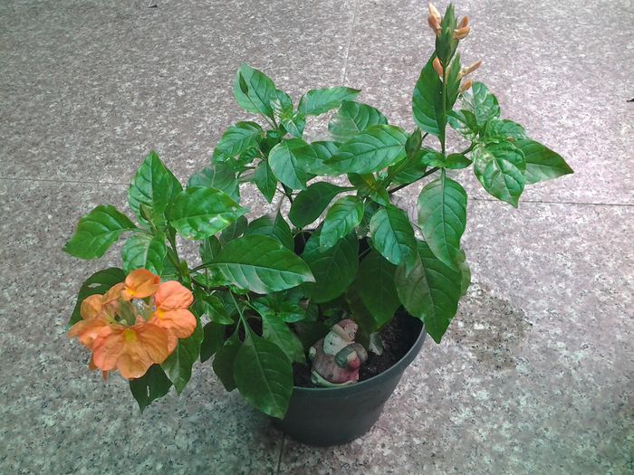 crossandra 1 - iunie 2014