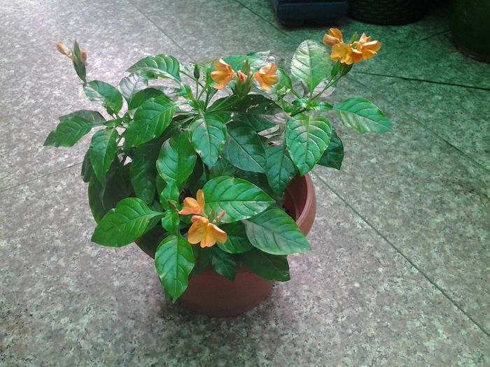 crossandra 2 - iunie 2014