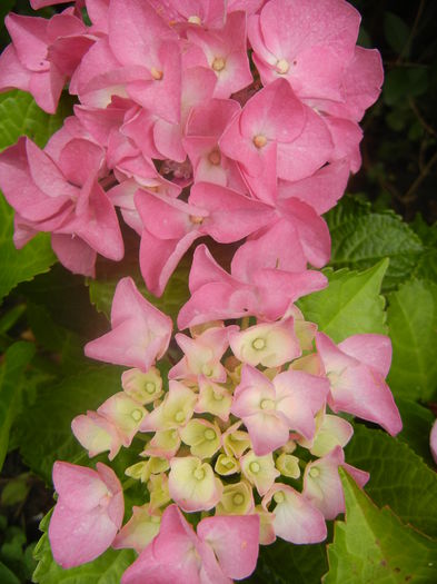 Hydrangea macrophylla (2014, June 14) - HYDRANGEA Hortensia