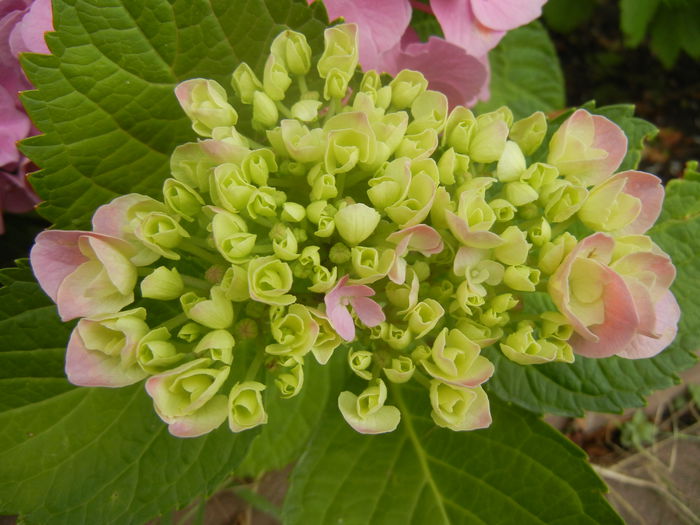 Hydrangea macrophylla (2014, June 14) - HYDRANGEA Hortensia