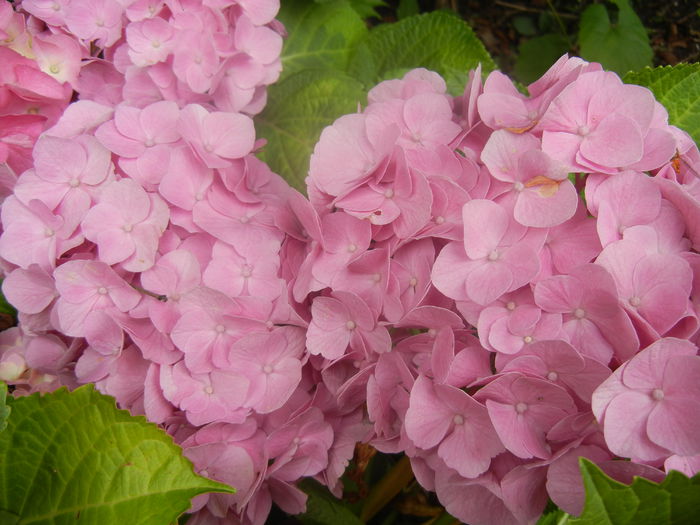 Hydrangea macrophylla (2014, June 14) - HYDRANGEA Hortensia