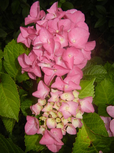 Hydrangea macrophylla (2014, June 15)