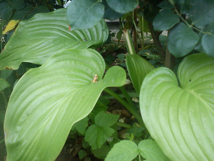 DSC09900