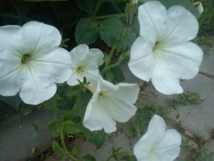 DSC09866