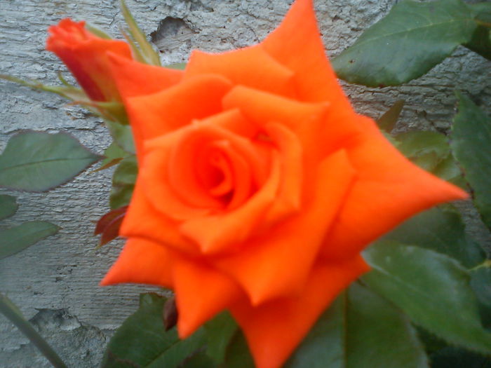 DSC09863