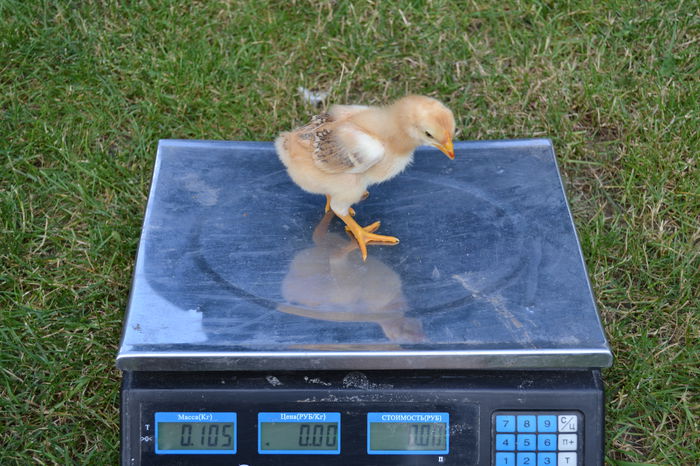 DSC_0641; pui de 10-11 zile
