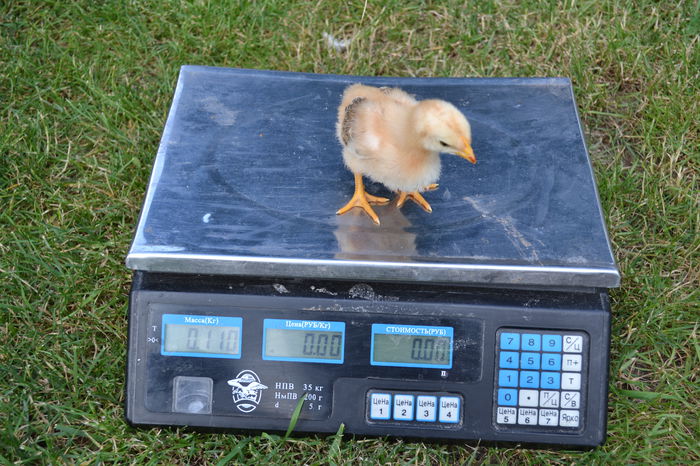 DSC_0642; pui de 10-11 zile
