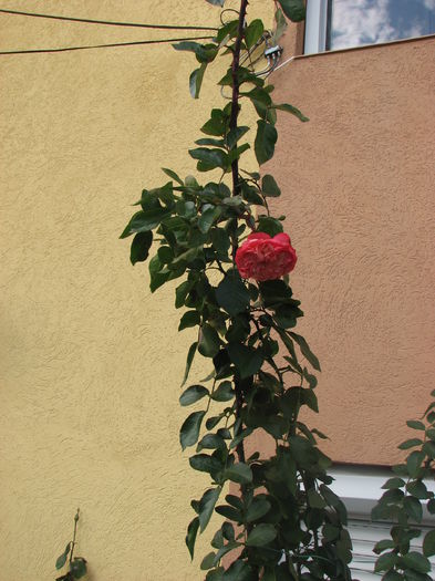 IMG_7030 - Antike 89 2013