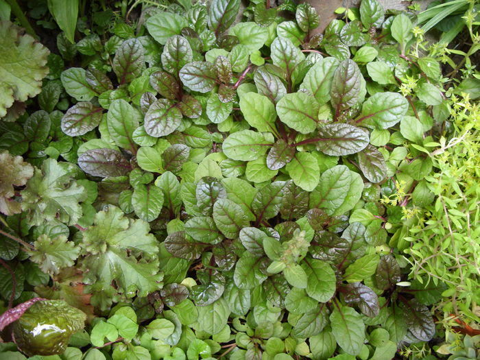 Ajuga reptans vara
