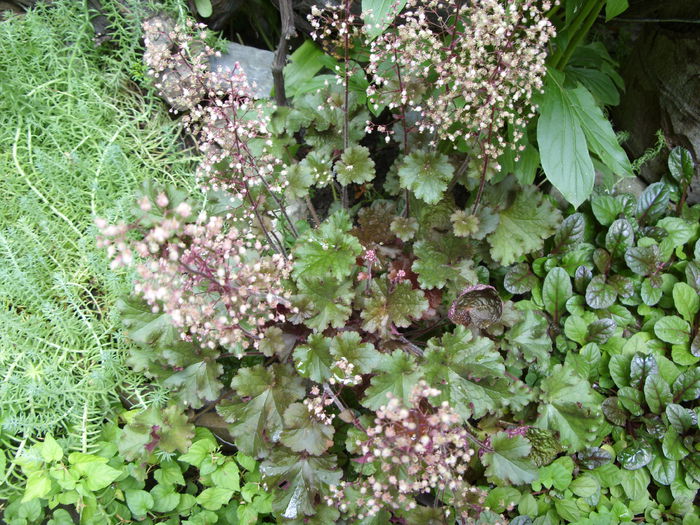 Heuchera inflorita