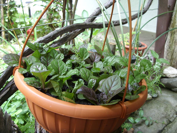 Ajuga reptans rasaduri