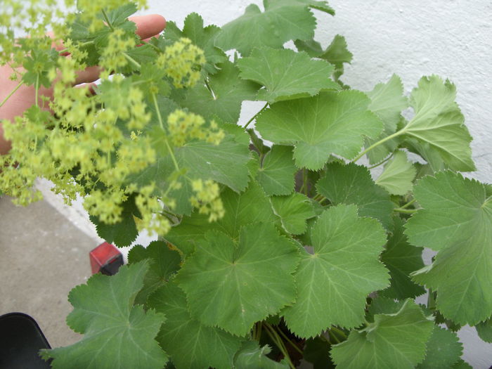 Alchemilla mollis