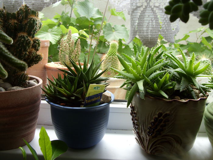 Haworthia limifolia si Aloe brevifolia