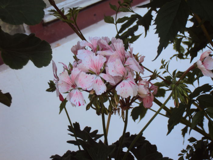 DSC07714 - 2014 Gradina