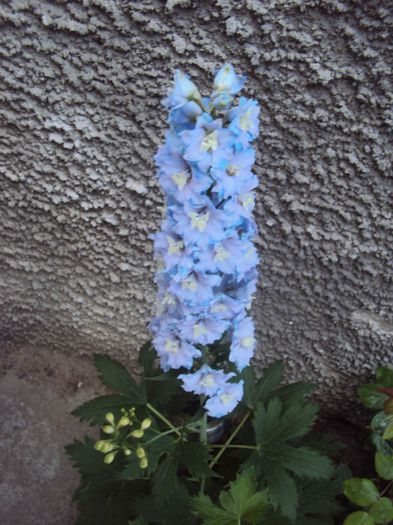 DSC07807 - 2014 Gradina