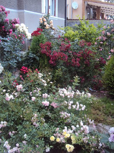 DSC07816 - 2014 Gradina