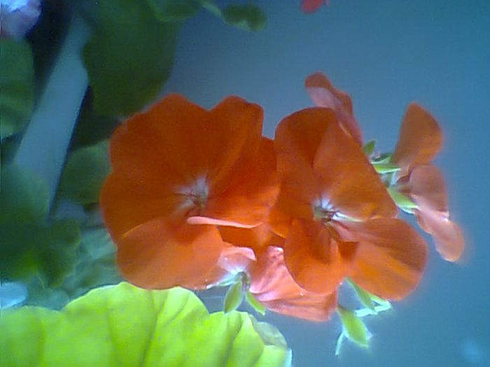 Fotogr.1322