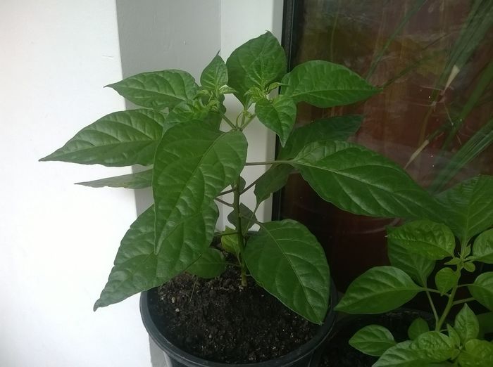 Bhut Alb - Bhut jolokia 2014