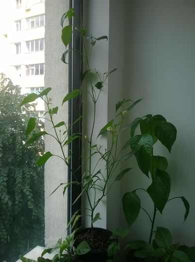 Aji Cristal (Stanga) si Aji Amarillo