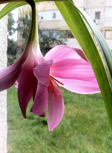 10418179_725321297509978_1318676831054956949_n - Balcon 2012-2013-2014