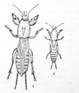 Daunatori Radacina; Acestia pot manca radacinile paulowniei care nu ii va omor dar le va incetini cresterea aceste insecte se numesc stiintific :Gryllotalpidae dar sunt cunoscute ca si coropisnite!
