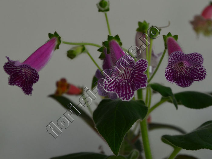 Kohleria Isabell (ni)