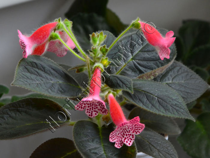 Kohleria Melodie (ni)