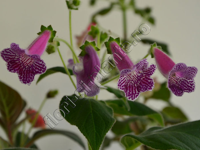 Kohleria Isabell (ni)