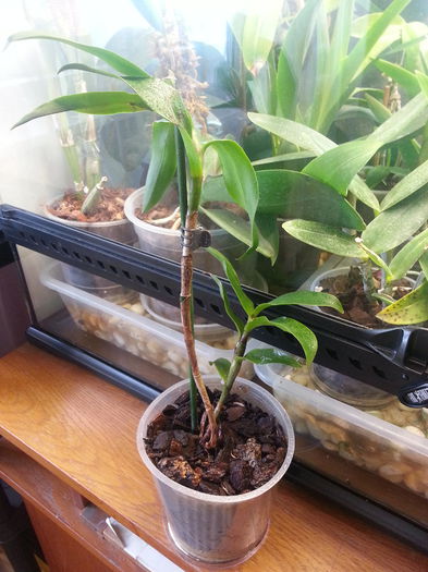 20140618_152507; Epi rene marques de la Mada
