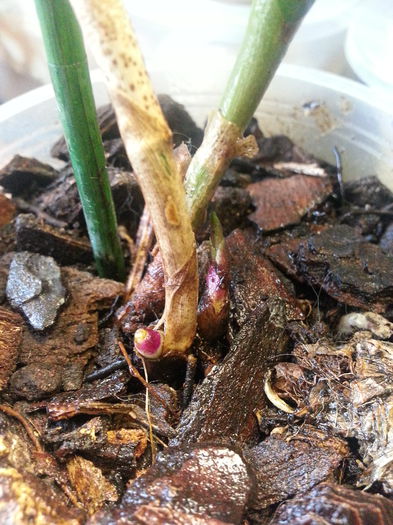 20140618_152514; Mi-o doream de mult :-)
