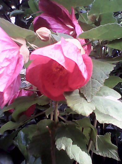 abuti. roz - alte flori 1