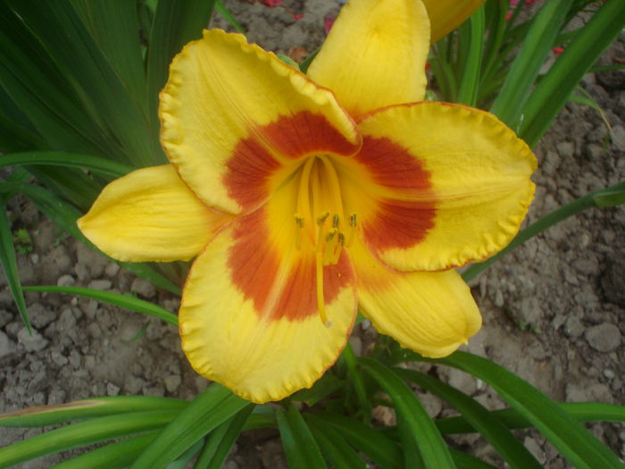 Fooled Me - hemerocallis 2014