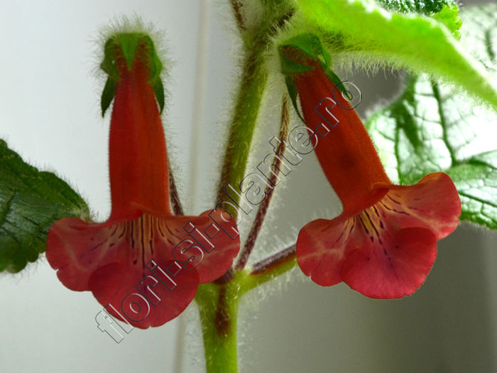 Sinningia EW s Spring Melody - GLOXINIA _ SINNINGIA 2