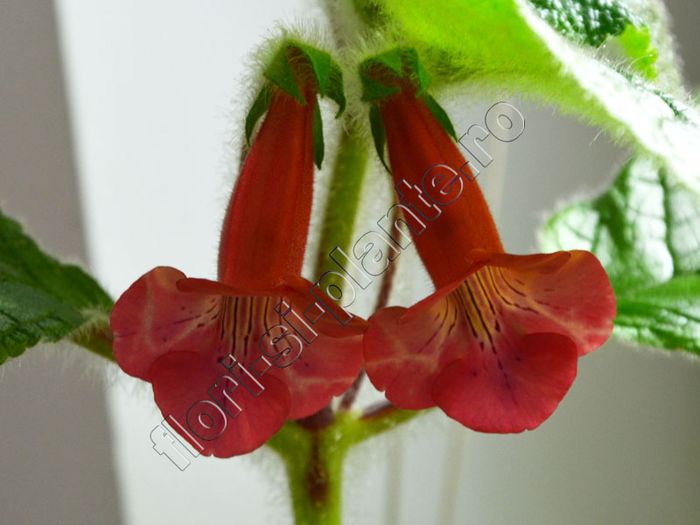 Sinningia EW s Spring Melody