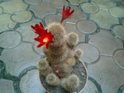 Fotografie1396 - Cactusi și suculente