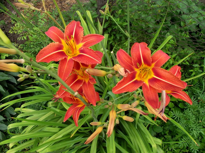 hemerocallis fulva