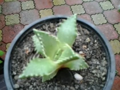 Fotografie1395 - Cactusi și suculente