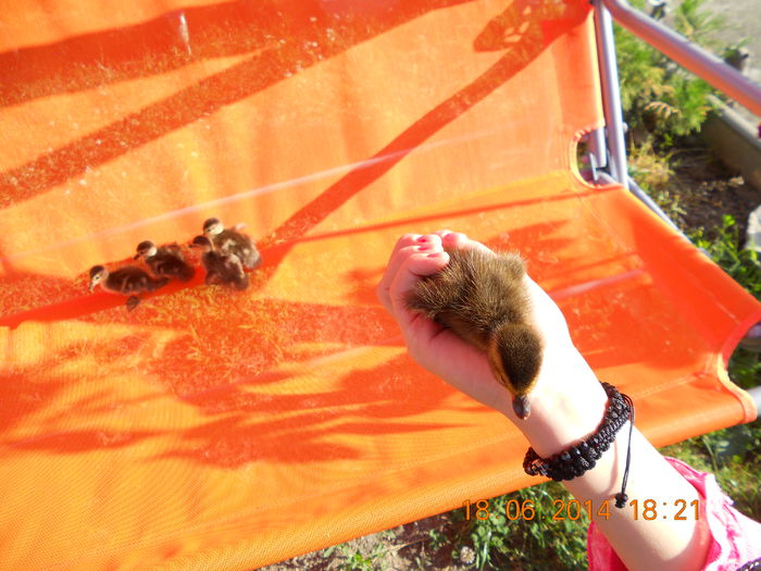 Boboc Rata Tiganeasca - Tineret-2014